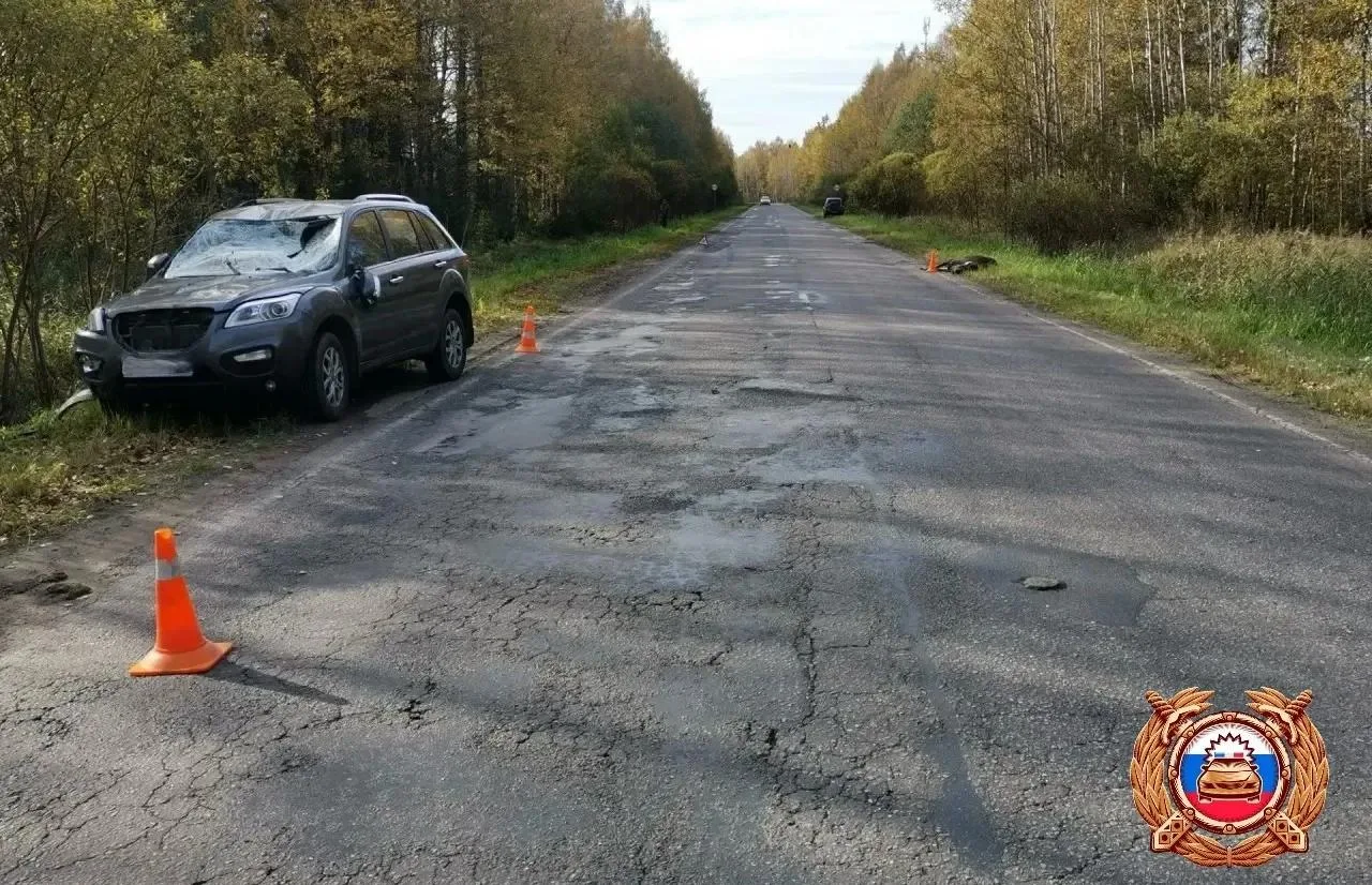 В ДТП с лосем в Тверской области пострадала женщина