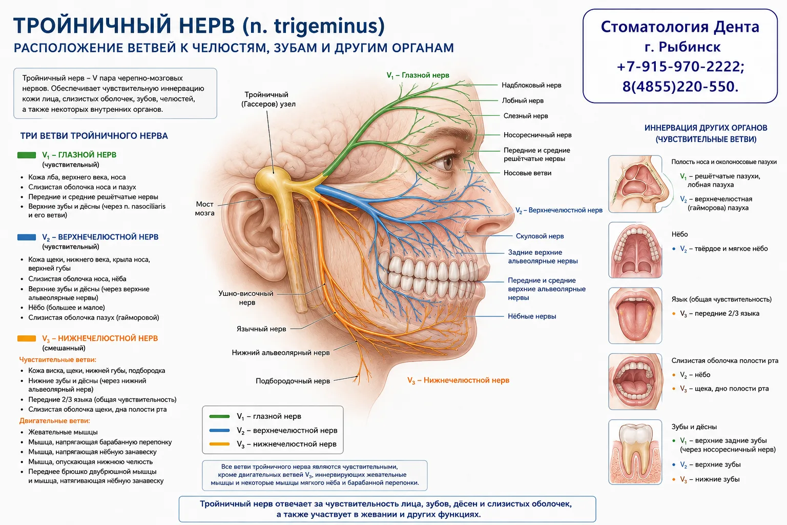 🧠 Тройничный нерв — главный нерв лица и зубов
Многие знают, что зубная боль может быть очень сильно