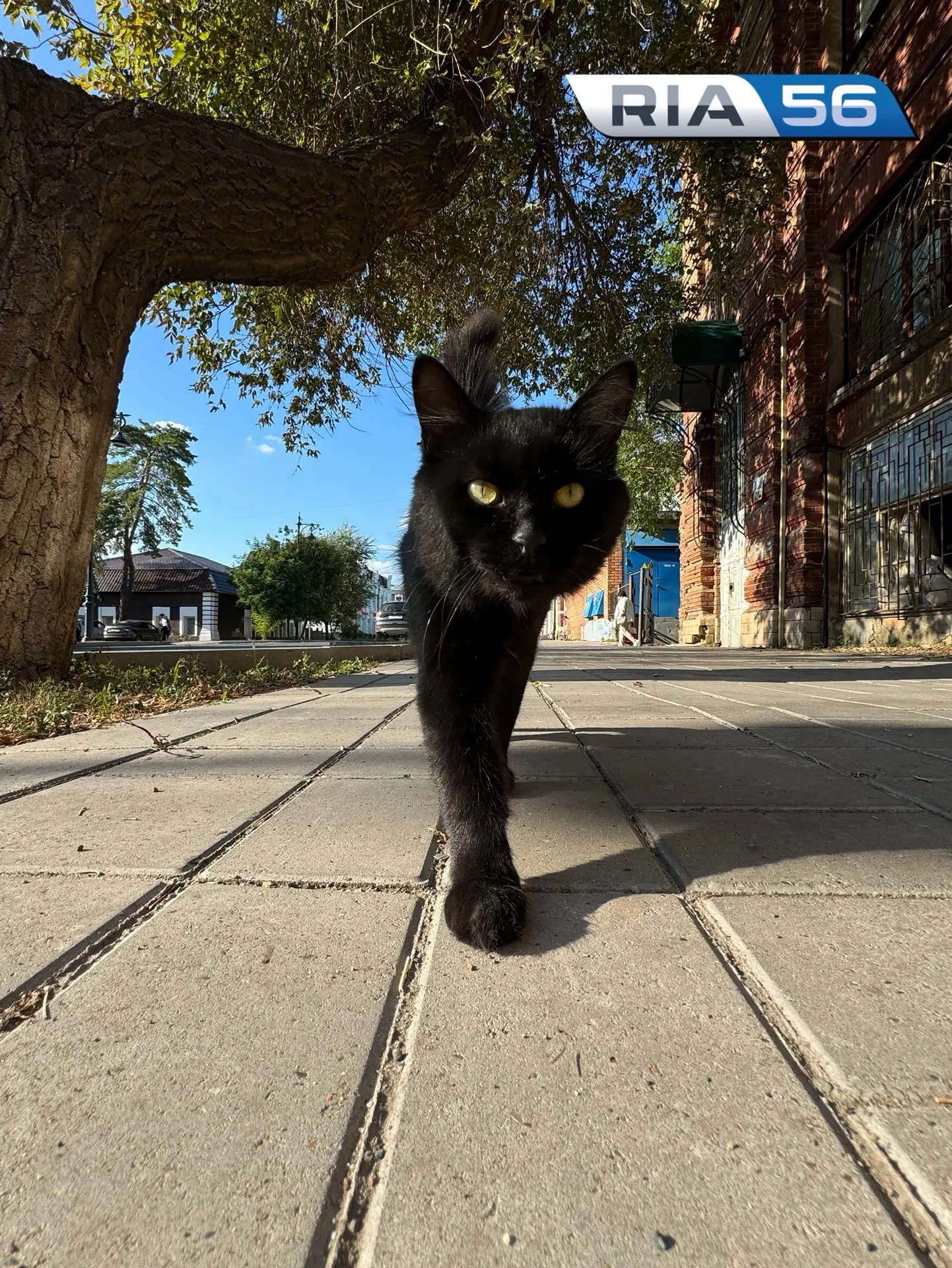 🐈‍⬛В субботу оренбуржцев ждет солнечная и теплая погода