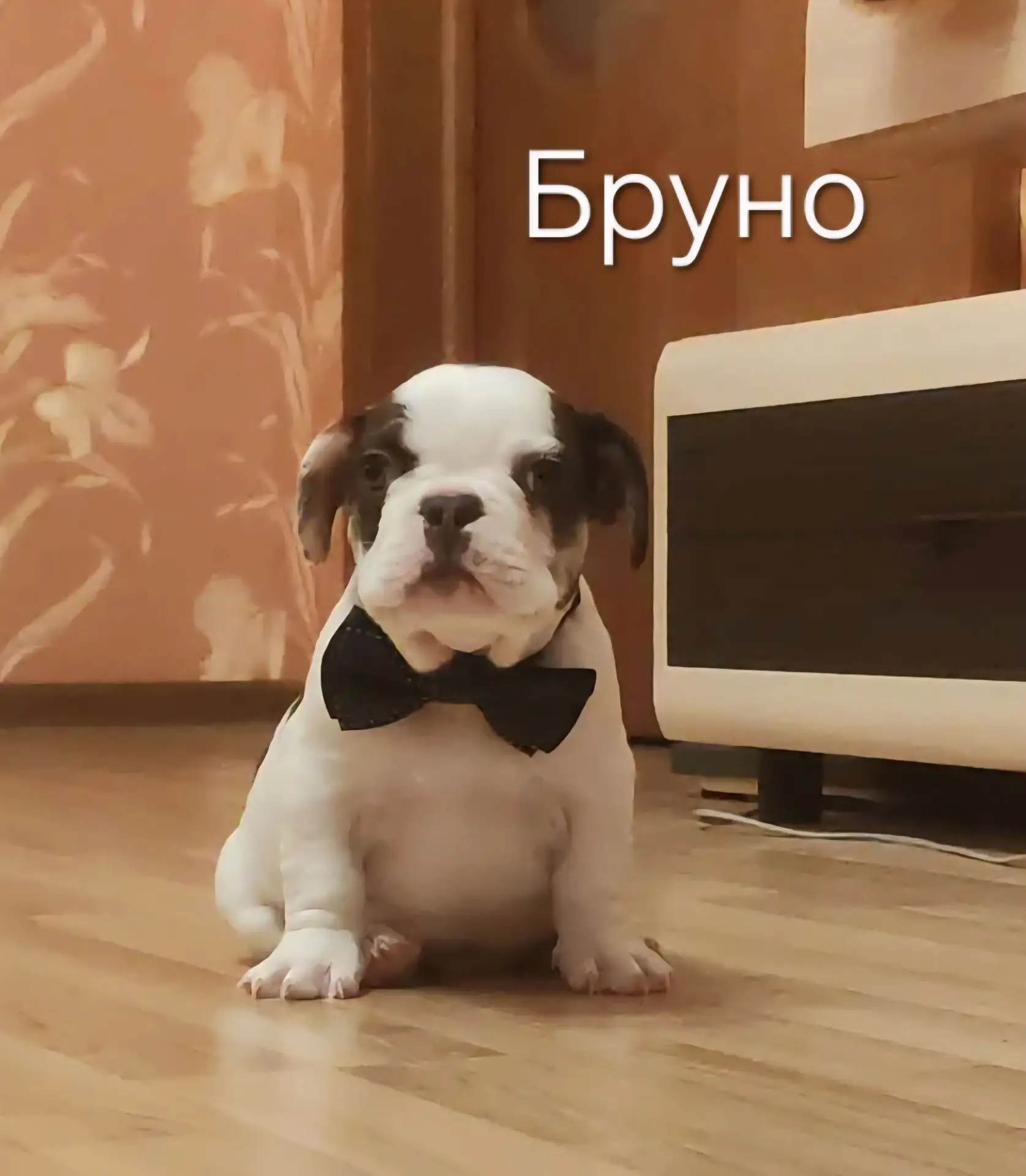 🐶 Продаются очаровательные, породистые щенки французского бульдога от титулованных род...
