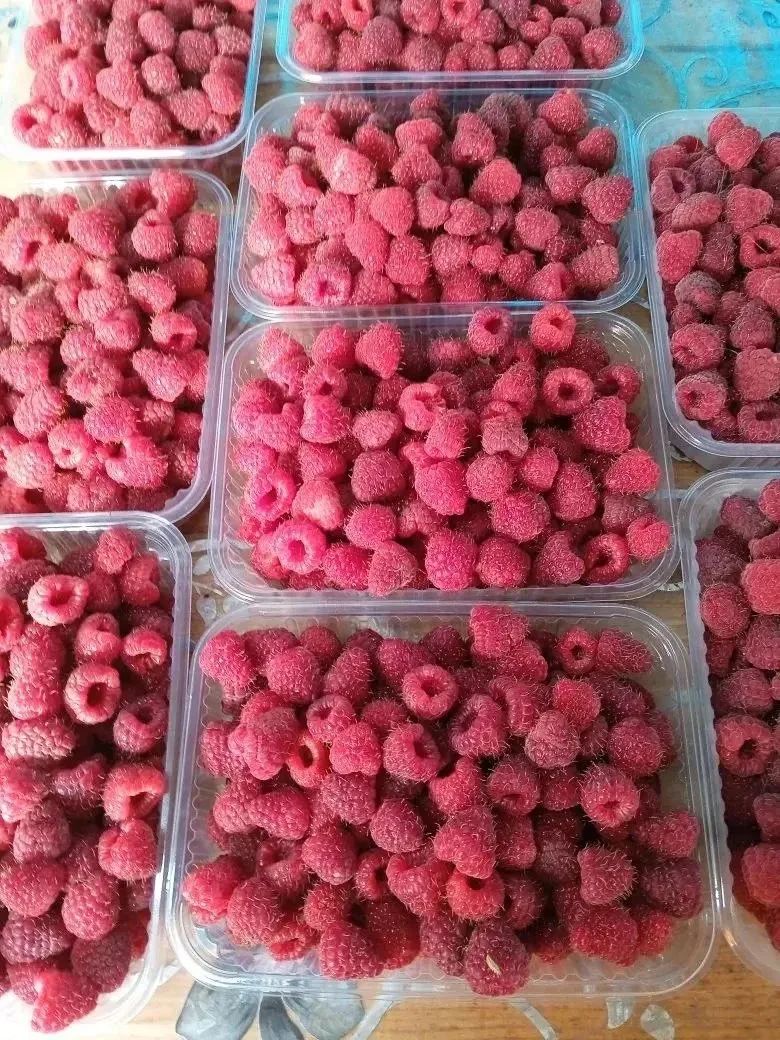 Малина свежая. 500 руб. кг. 89886043511 ☎️