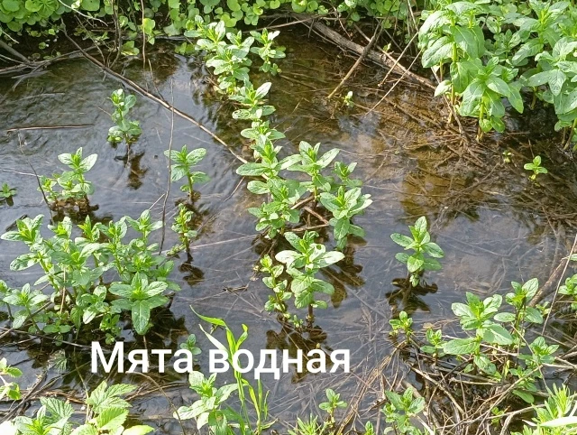 Для нового  путешествие которое предлагаю всем совершить со мной, не нужно куда-то ехать далеко на а