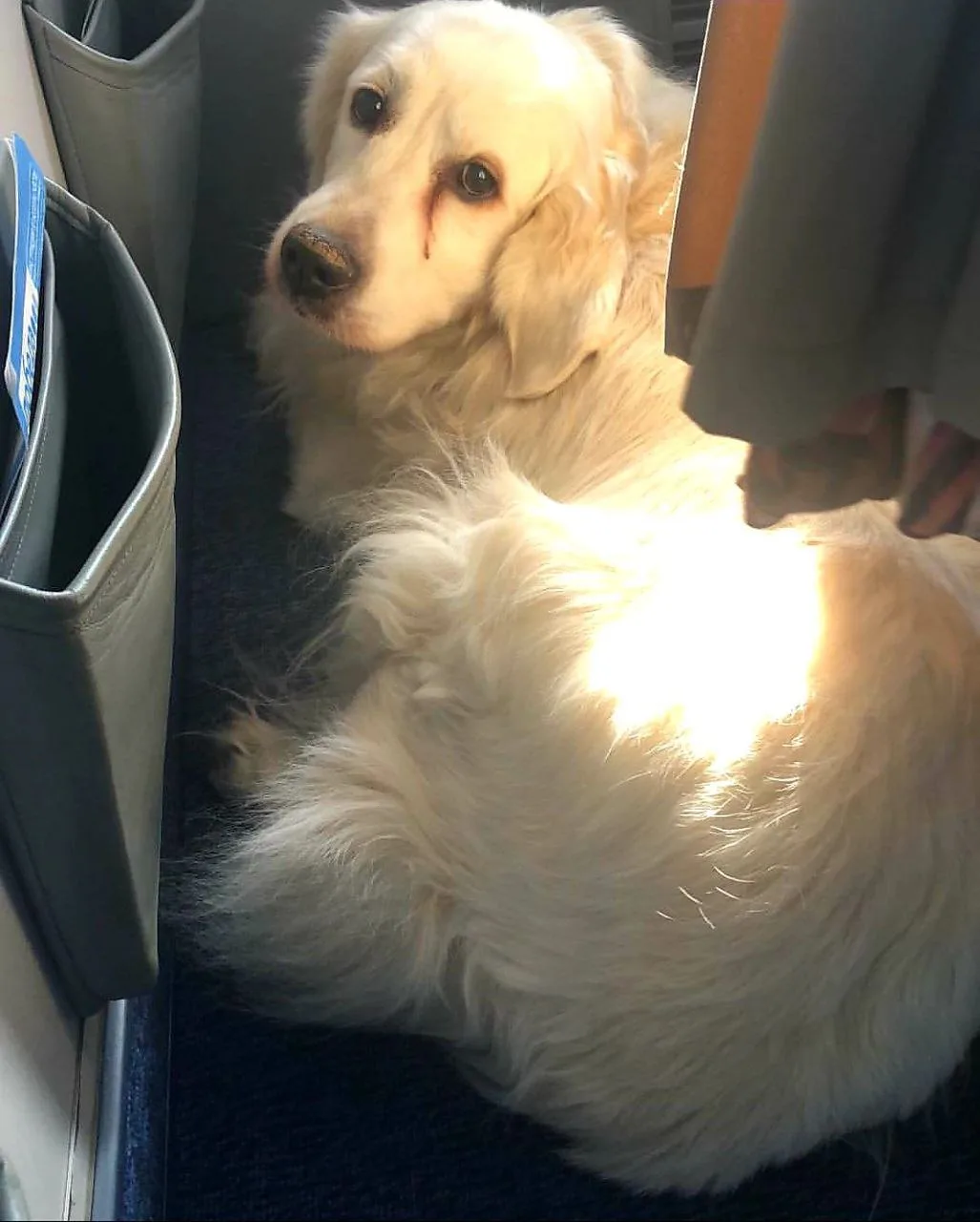 Снежок. Служебный пассажир 🐶 (Собака-поводырь). Эта категория четвероногих всегда лета...