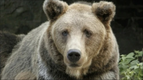 🐻 По рекомендации старшего научного сотрудника Кандалакшского заповедника Алексея Ежов...