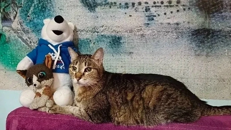 Серое лопоухое счастье🐾

«Эта история началась, когда моему сынишке было всего 5 лет, и он слёзно п