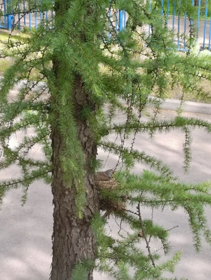 🐦‍⬛А у нас за окном живёт дрозд!  😊Для всей школы это просто птица, а для 8 «А» — Тардус математикус