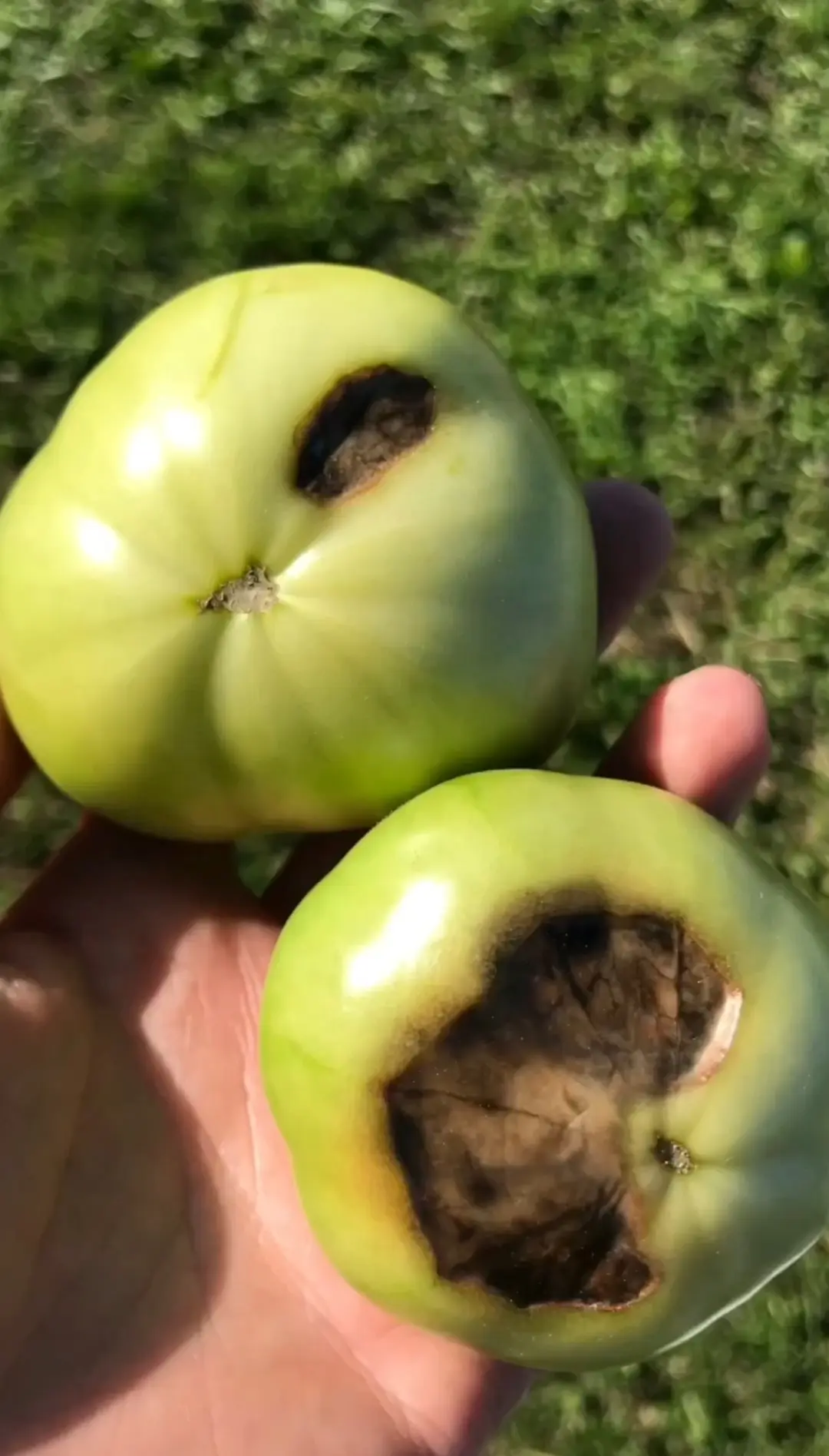 Кто сказал, что огород - скучно и сложно? 🌱