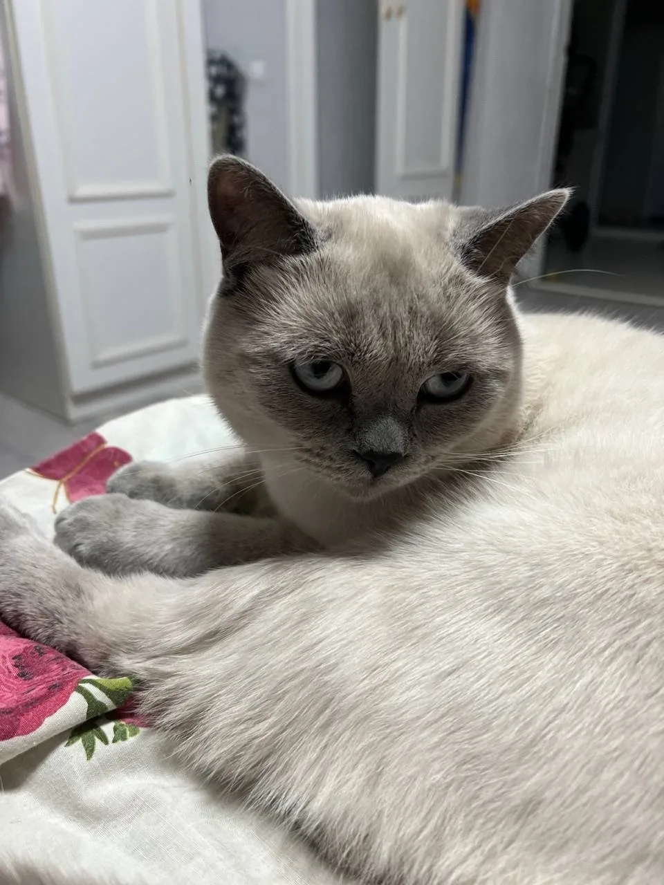 Потерялся кот