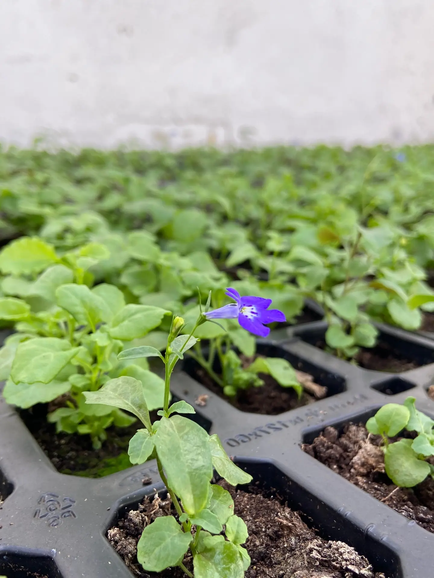 Совсем скоро эти милые цветочки "переедут" на городские цветники 🌸  В этом году расширена программа 
