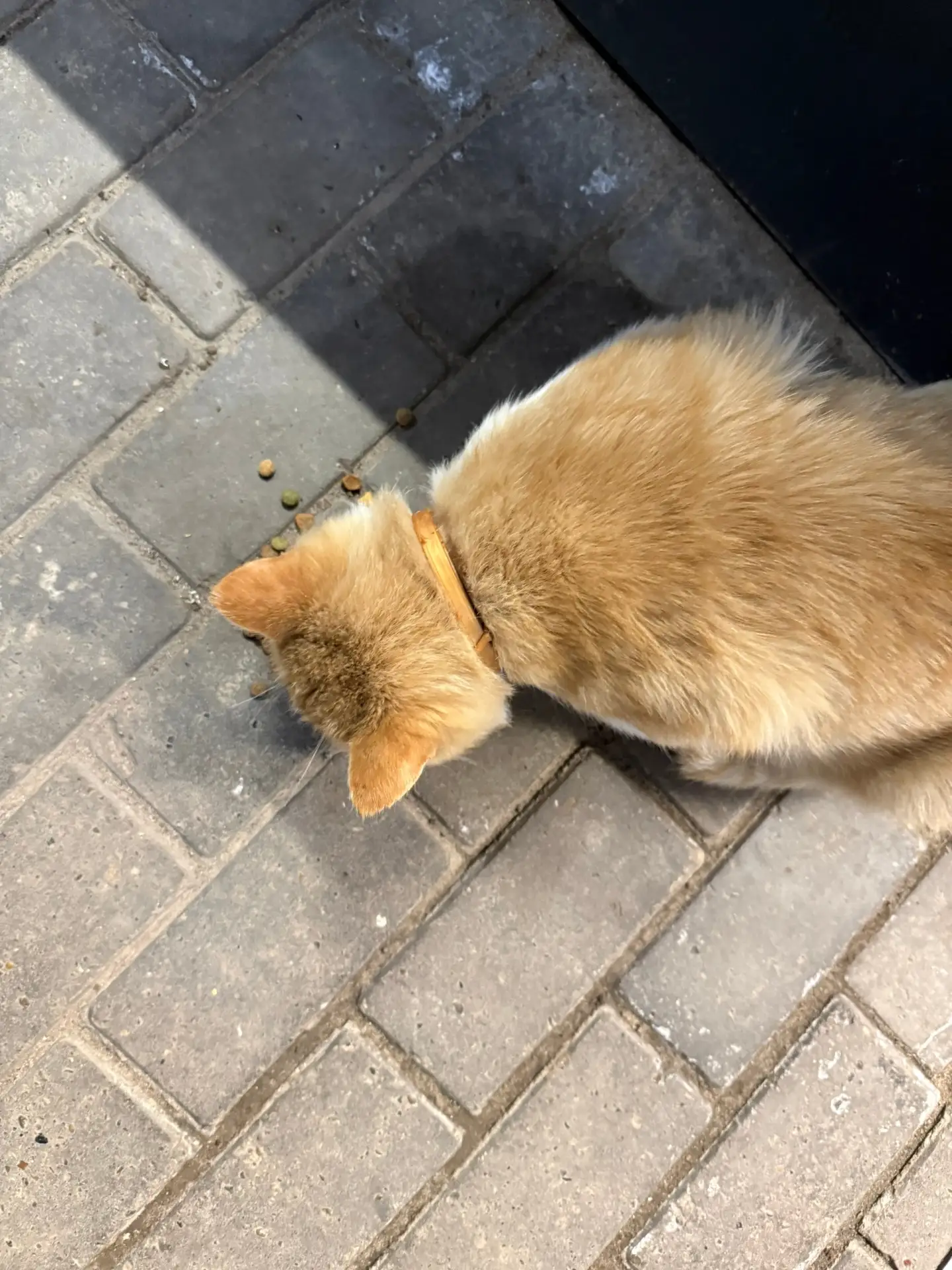 В 4 мкр, возле Магнита на Марджани ходят 2 кота, похожи на домашних, чьи потеряшки? 1) ...