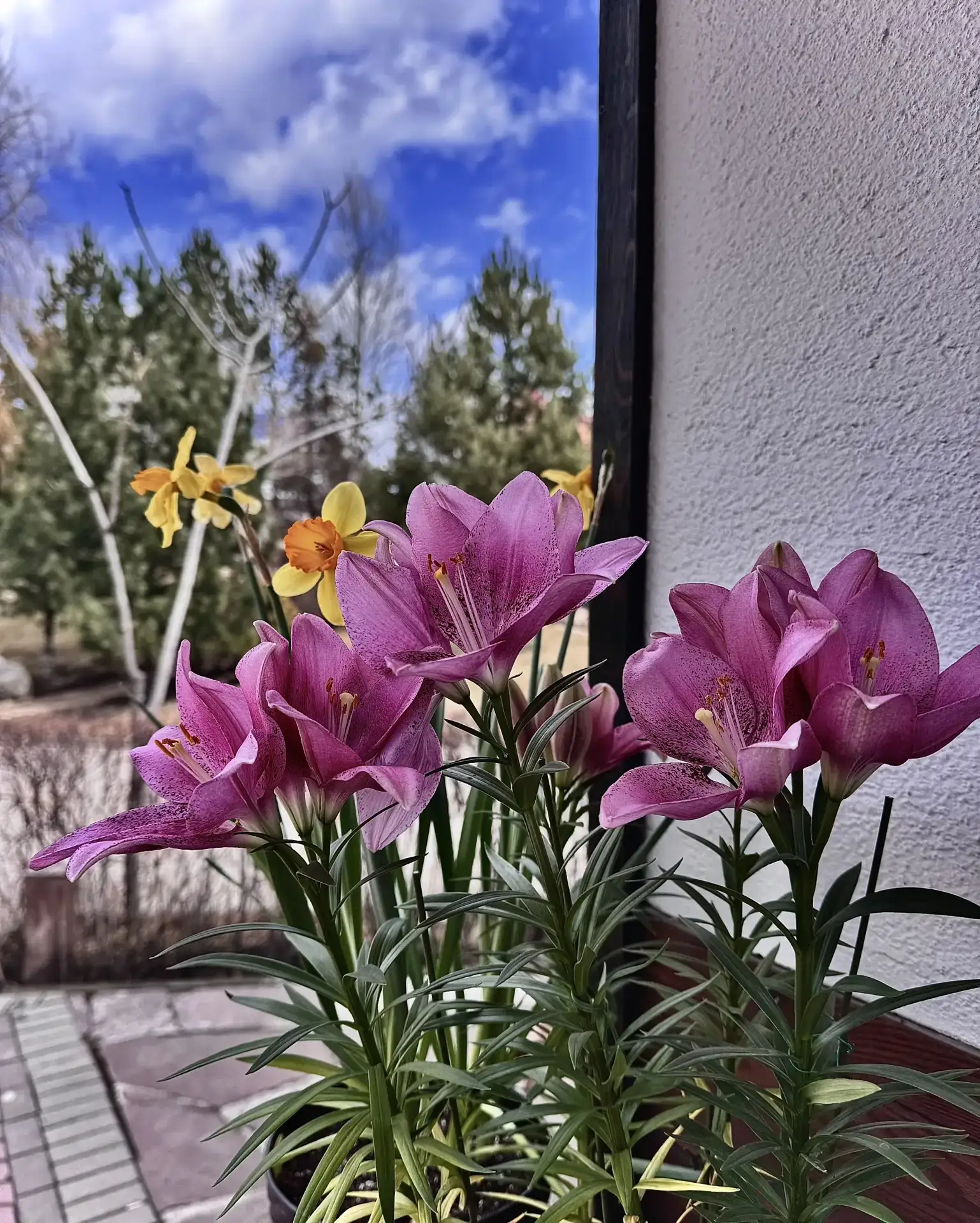 Нарциссы и Лилии успели расцвести🥰💗