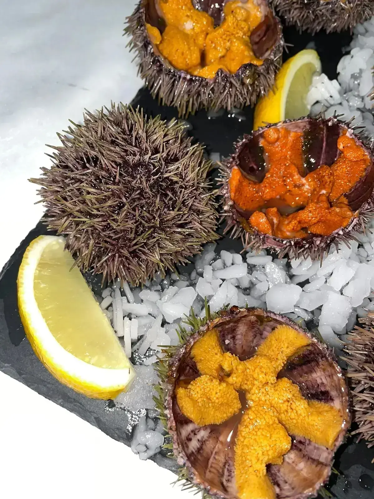 МОРСКИЕ ЕЖИ ЕДУТ! 🦔🌊