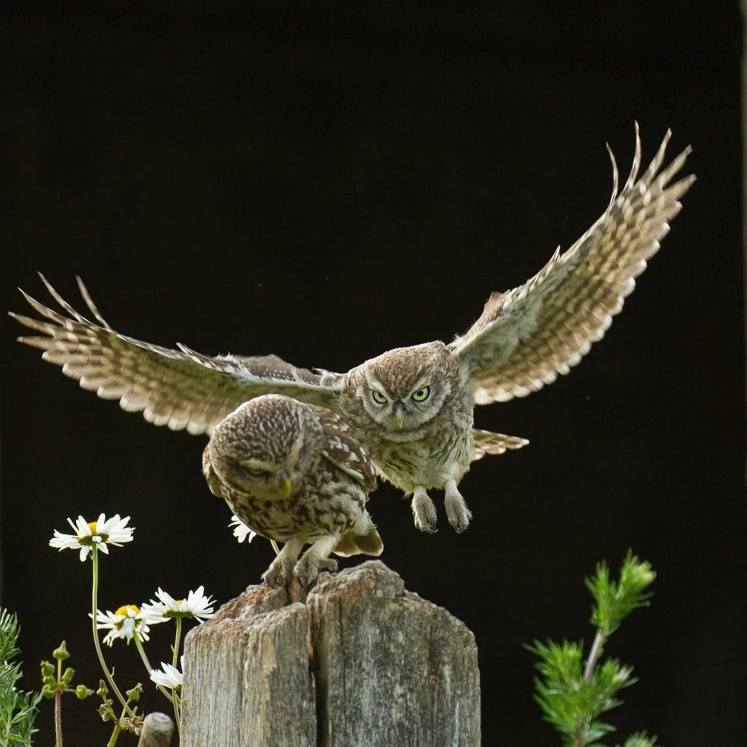 Ну задержался немного, чего дуешься?! 😁

Совушки🦉