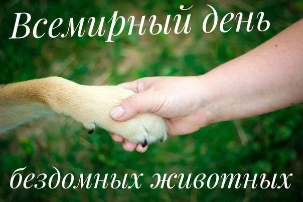 🐾 16 августа - всемирный день бездомных животных!