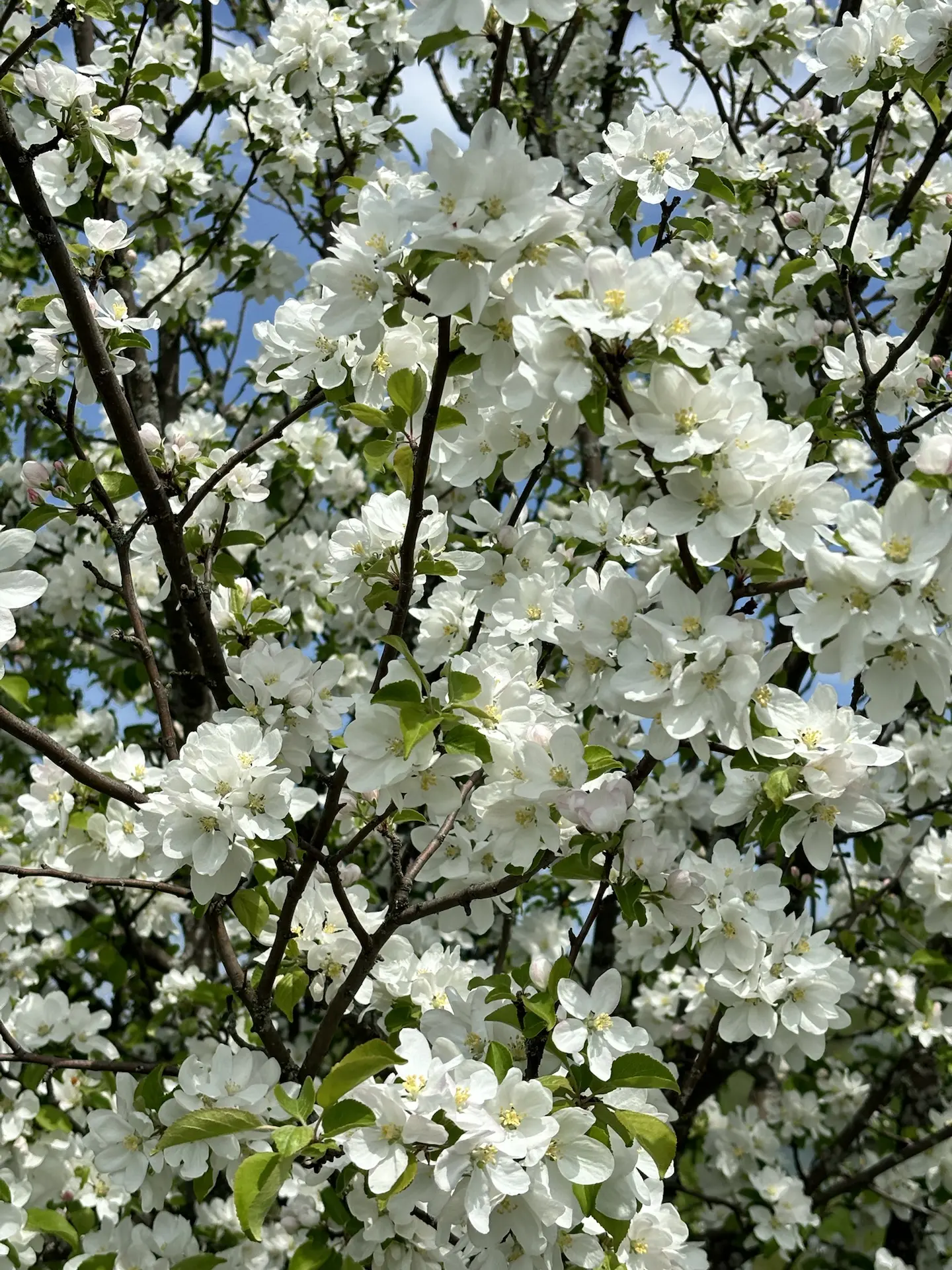 Не проходите мимо красоты🌸  Хорошей недели, Новомосковск 💕
