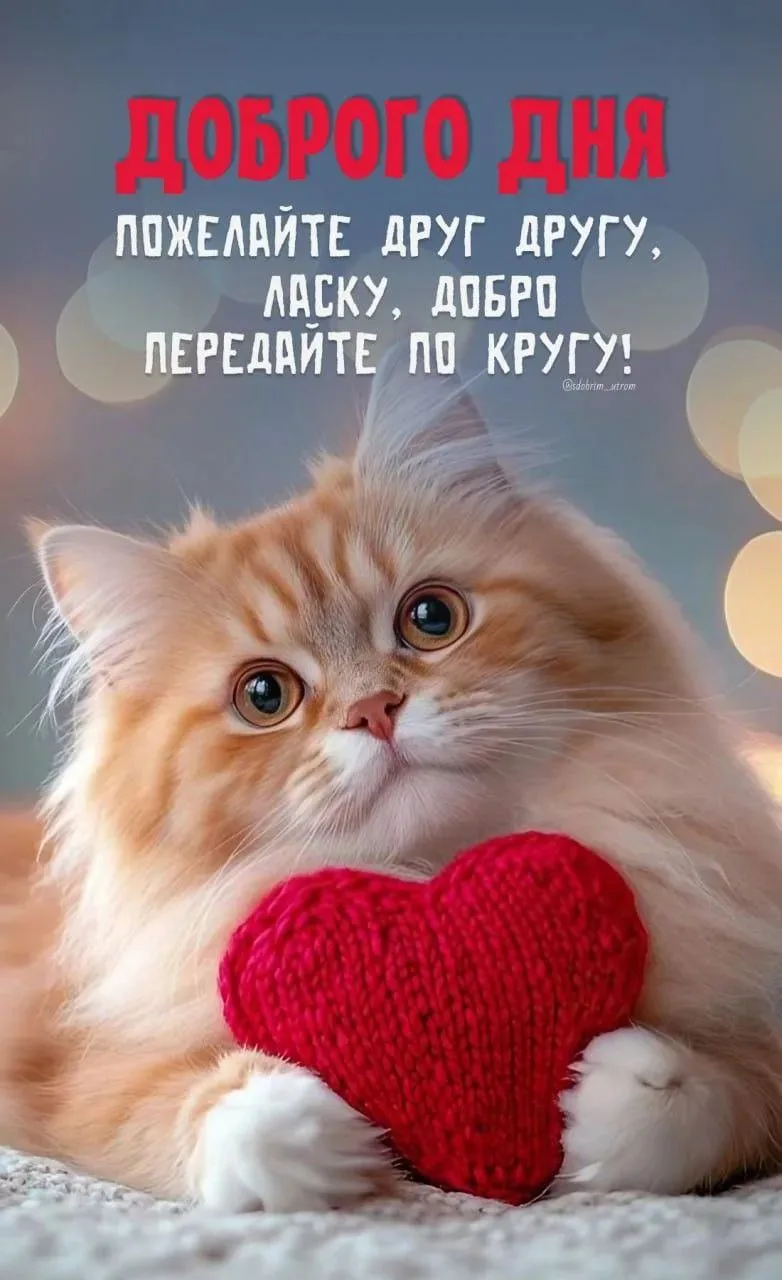 Всем доброе утро☀ 🌝⏰ и хорошего настроения🐱💕🐱💕🐱💕🐱💕