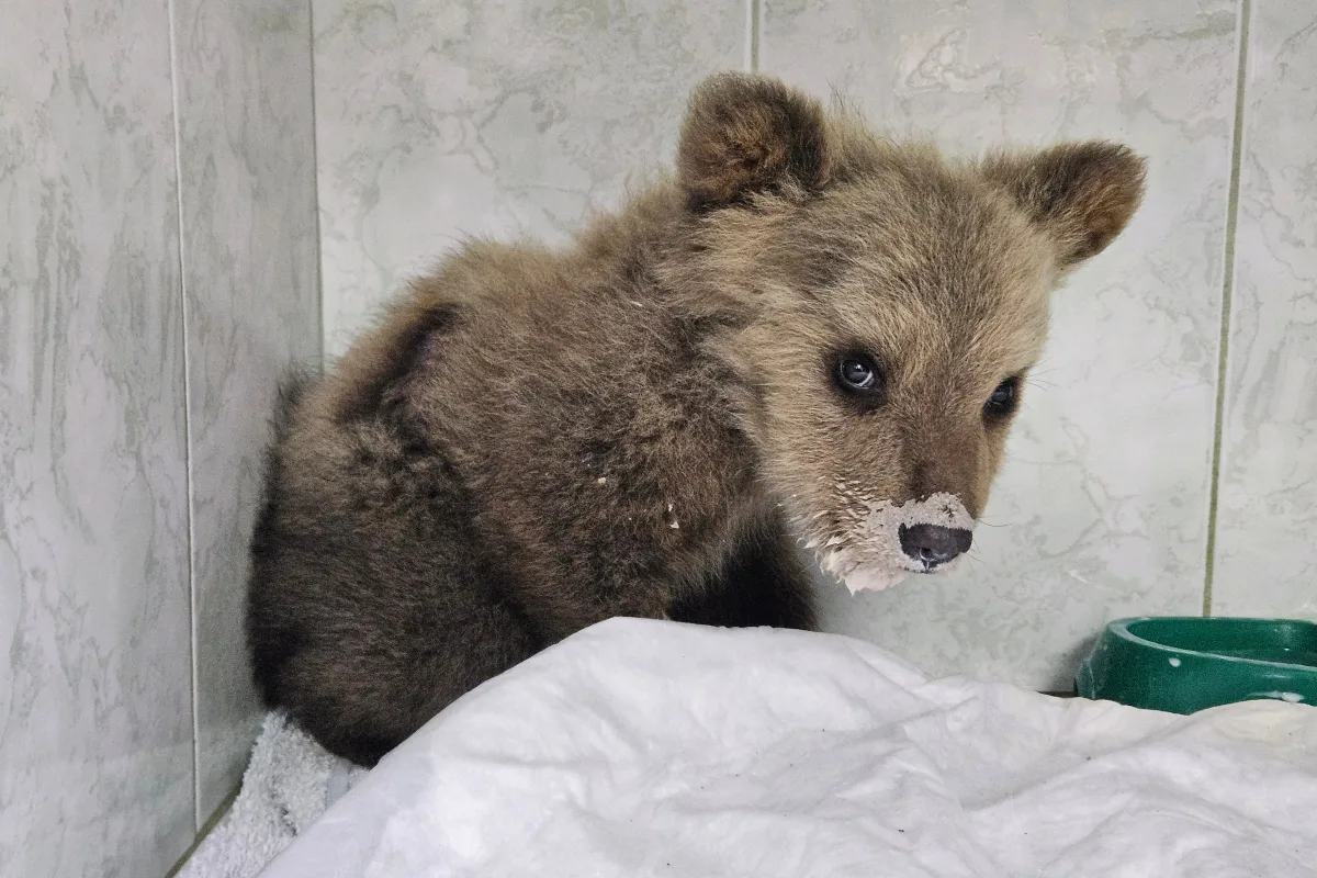 Спасение медвежьей малышки  В Тверскую область в ночь с 1 на 2 мая доставили девочку-медвежонка из В