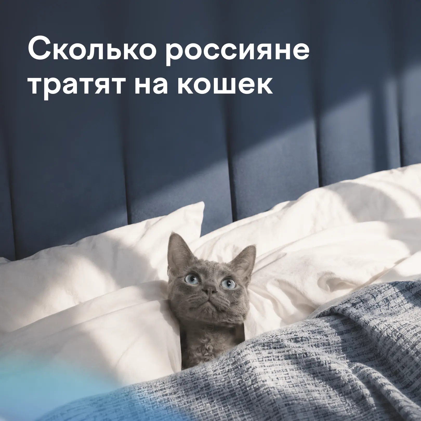 Цифры к Международному дню кошек 😺