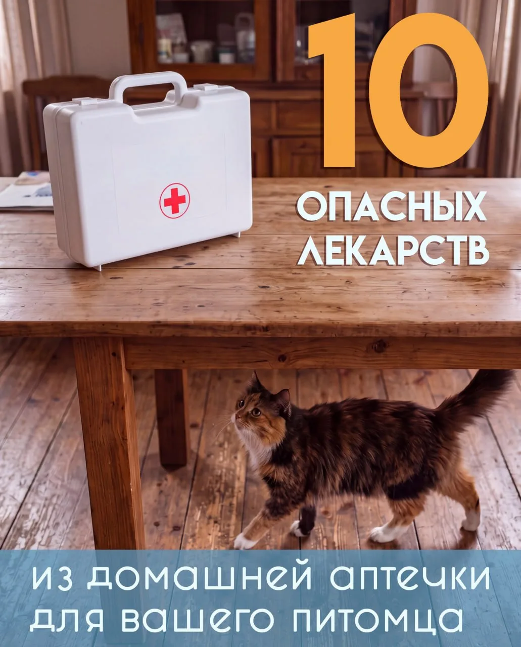 ⚠️10 смертельно опасных лекарств из домашней аптечки для вашего питомца⚠️