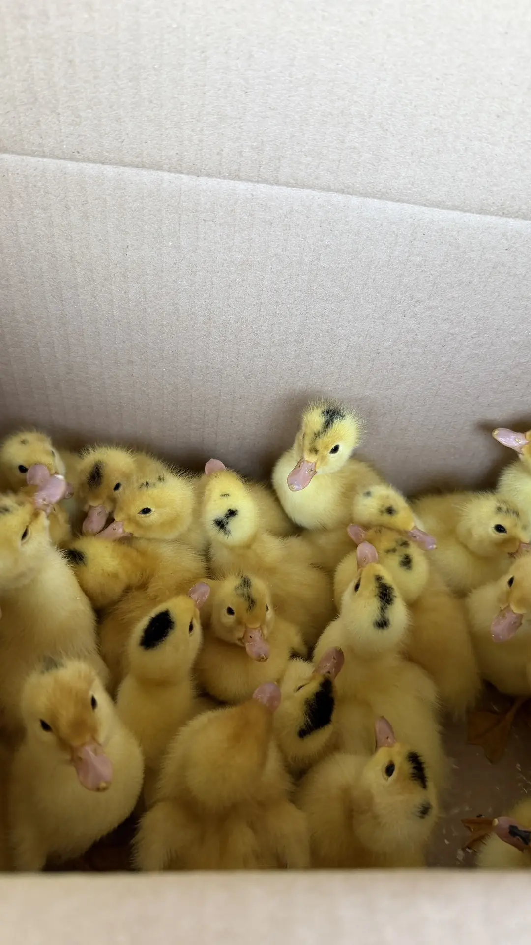 25 мулардов едут домой 🐤
