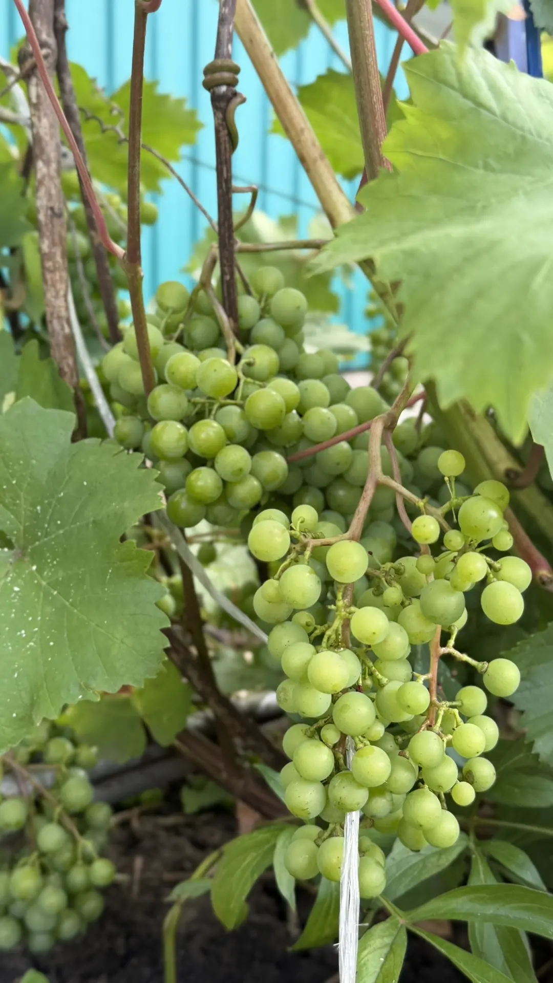 Әниләрнең бакчасында виноградлар өлгереп килә🥰 Файдасы: