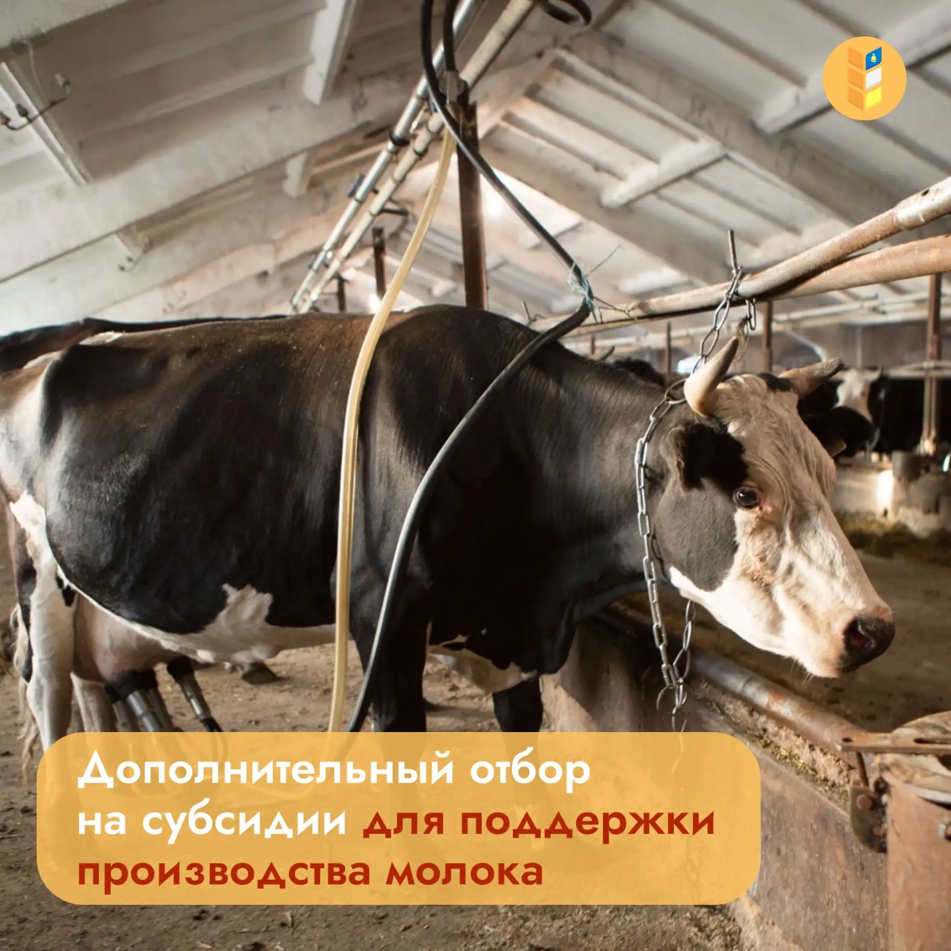 Минсельхозпрод Бурятии объявляет отбор на возмещение части затрат на поддержку производства коровьег
