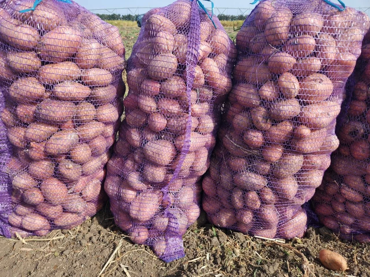 🥔 В пятницу — последний привоз картофеля сетками под заказ!