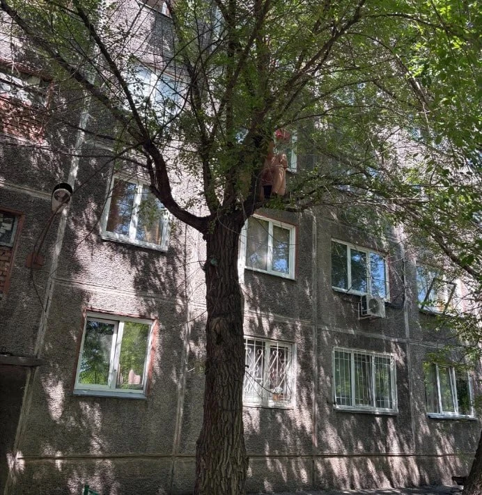 Красноярец в одних трусах повис на дереве 🤯