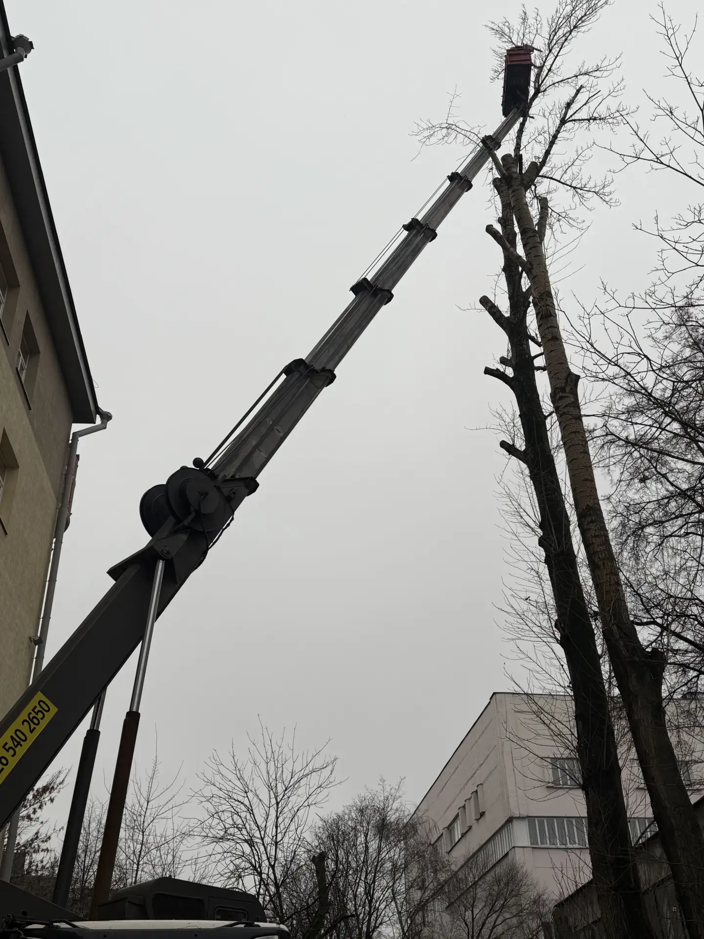 Омолаживающая обрезка тополей в Москве