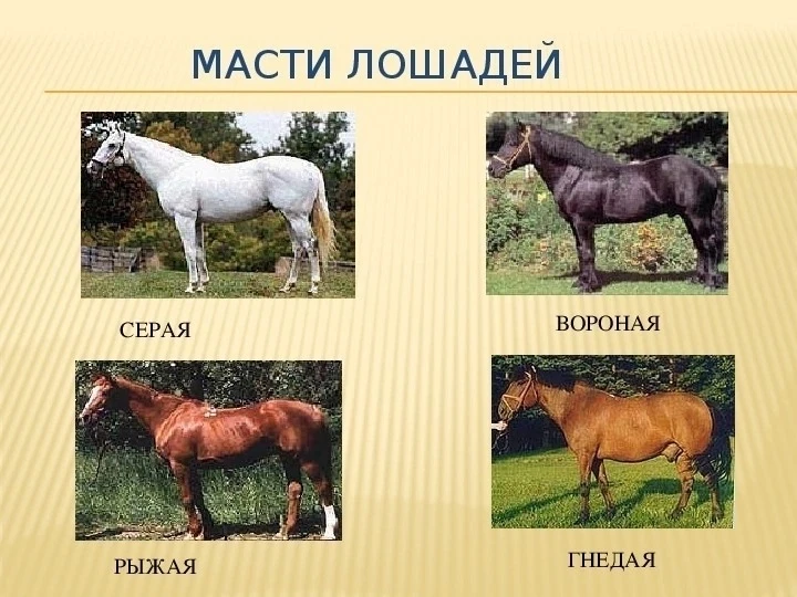 🎨 Окрас лошади — одна из самых заметных характеристик величественных животных. Хотя ос...