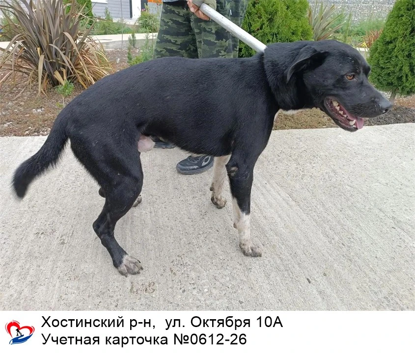 02.09.2026 был отлов собак по адресам: