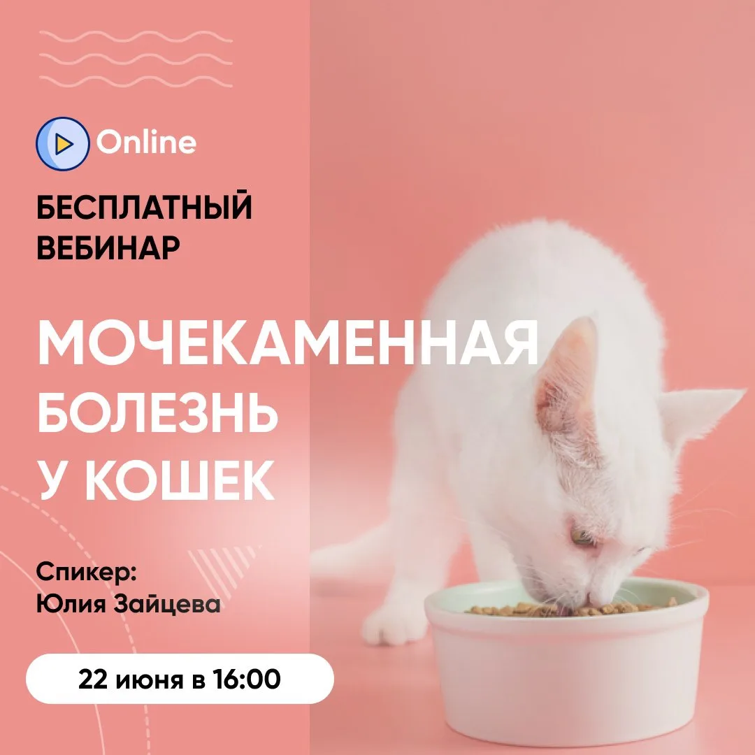 Приглашаем на БЕСПЛАТНЫЙ вебинар «Мочекаменная болезнь у кошек: как заметить, остановит...