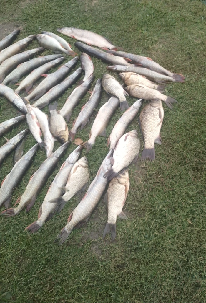 🎣 Улов от подписчика