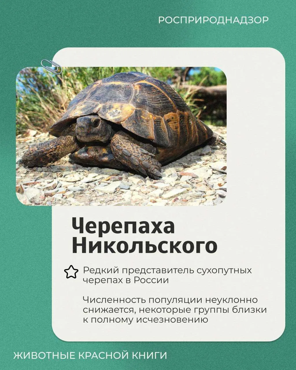 Сегодня в рубрике выходного дня о редких животных России – средиземноморская черепаха Н...