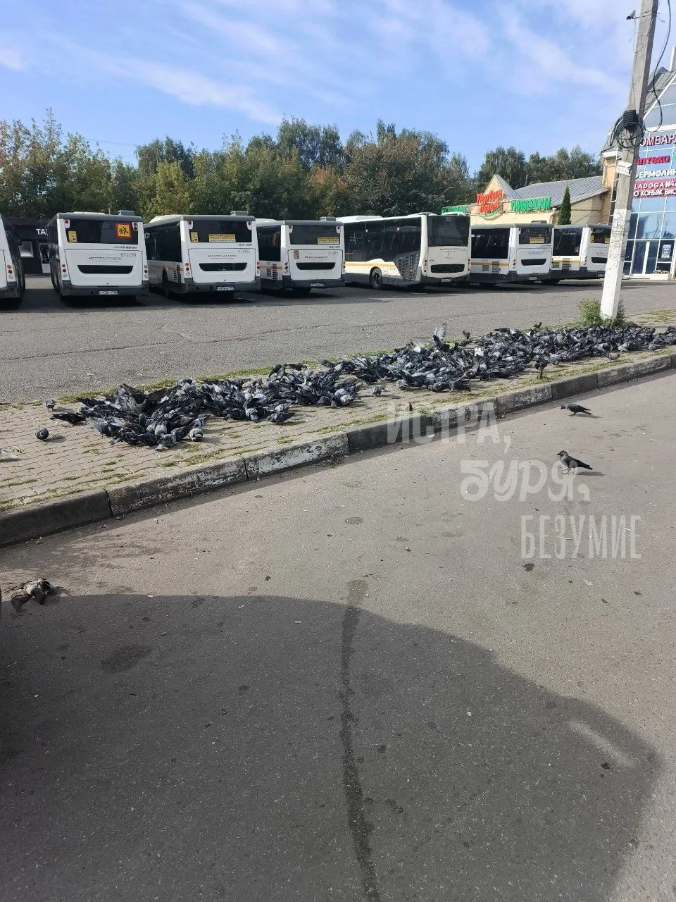 Летающие крысы на истринском автовокзале