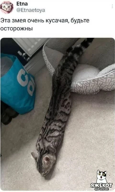 🐾 ЯЖЕКОТ