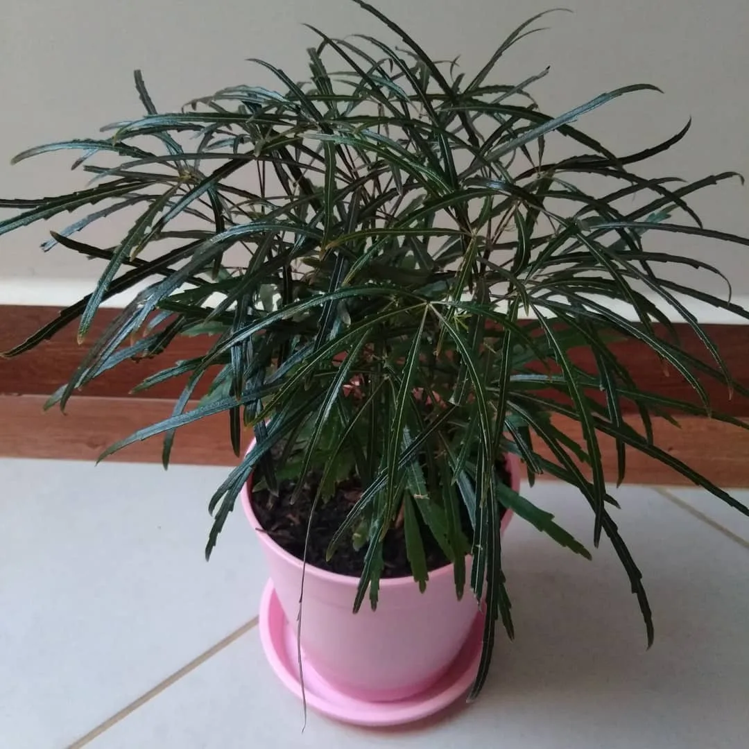 🌱 Дизиготека (плерандра, шеффлера изящнейшая, лат. Plerandra) - небольшой эндемичный р...
