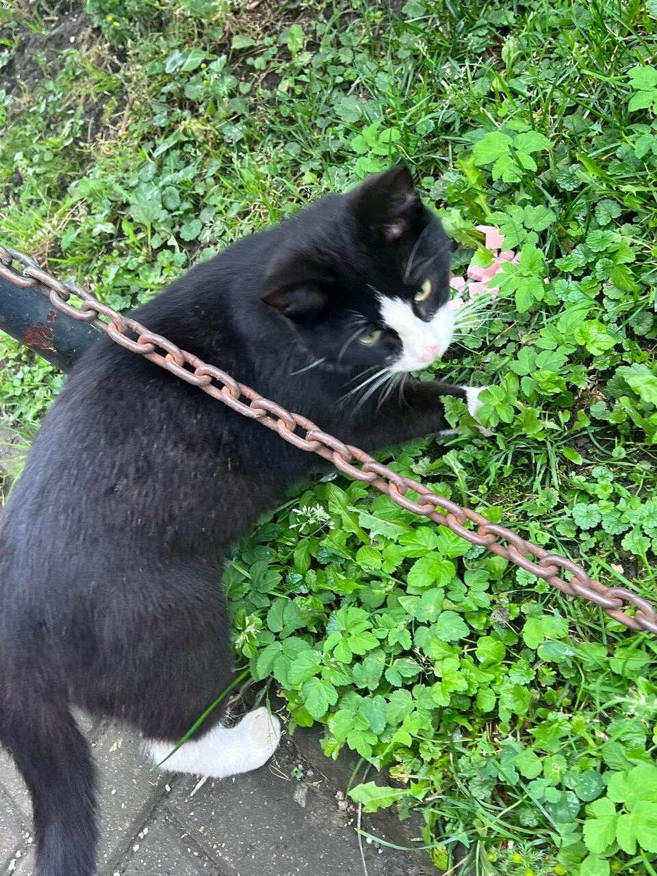 🐈 ⬛ На Доблести к магазину второй день приходит ручной кот
