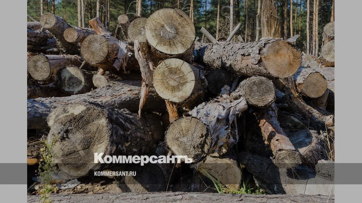 В Новороссийске с начала года в бюджет пришло 47,64 млн руб. за вырубку и повреждение з...