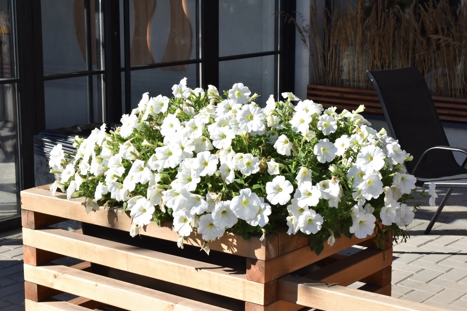 Череповец расцветёт скоро вновь!   🌺 Каждый год наш город становится уютнее и ярче. И это происходит