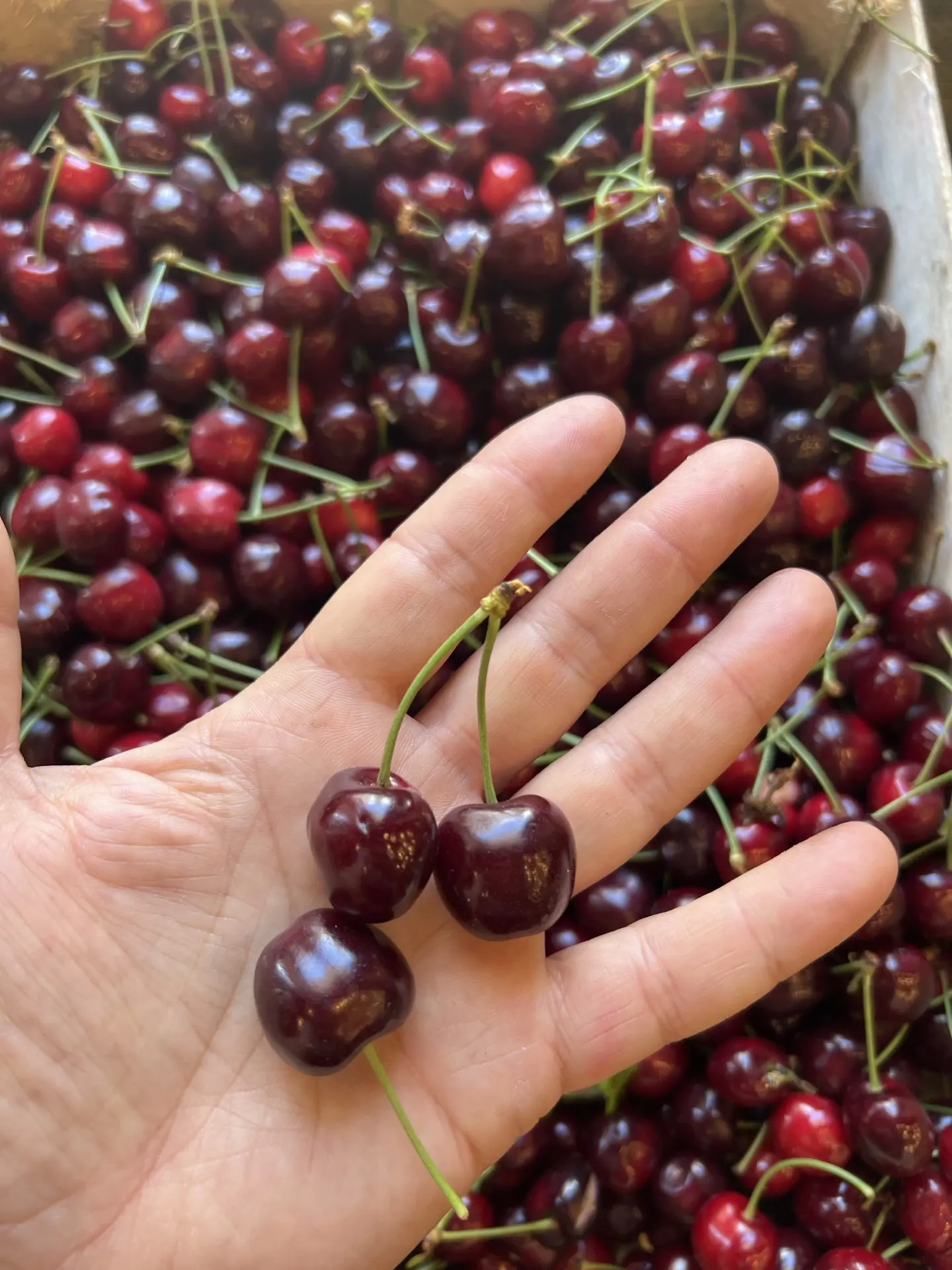 Черешня 🍒 местная