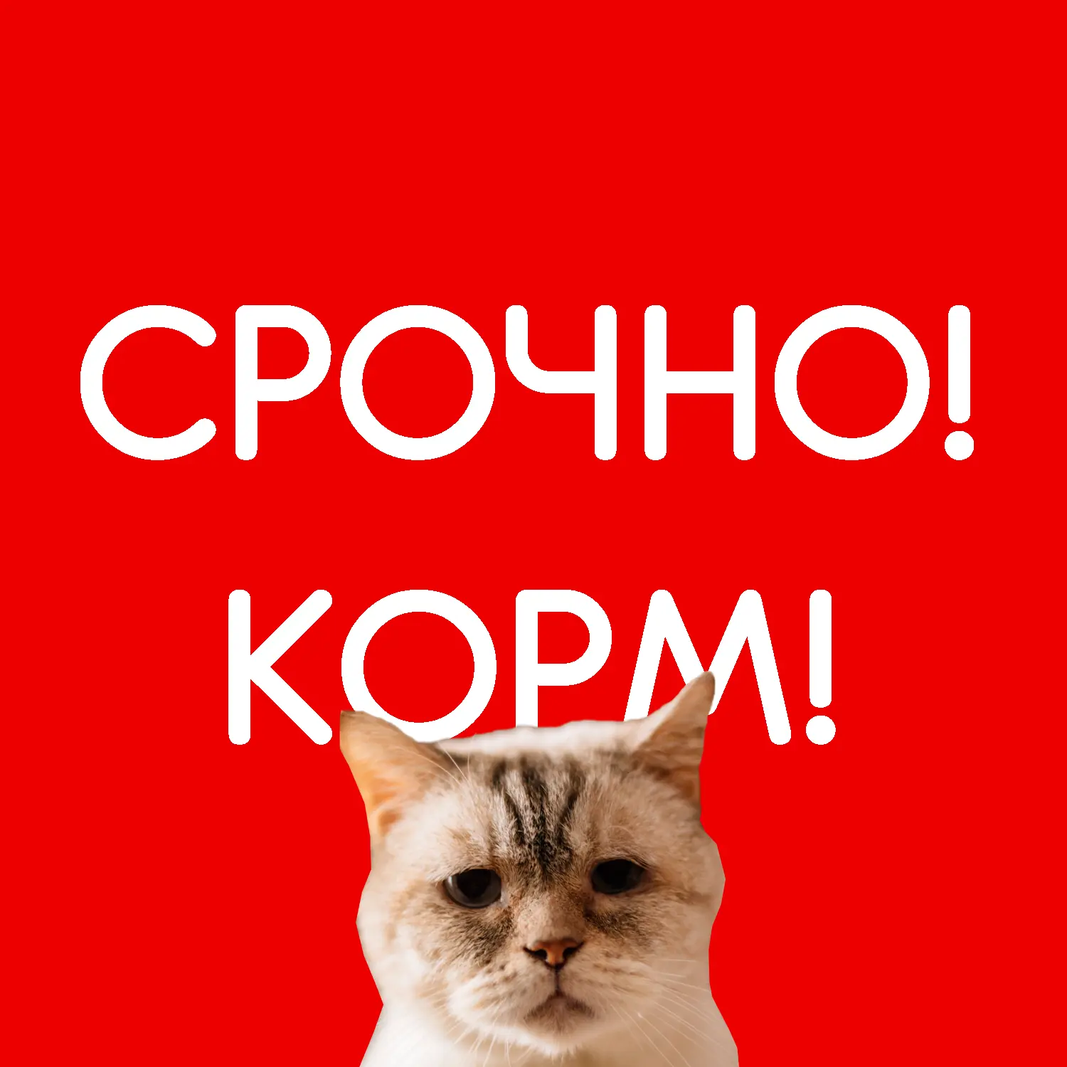 Друзья, корм скоро привезут! Выкуп под угрозой срыва! Приюту нельзя остаться без корма....