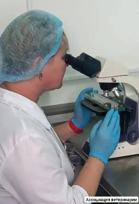 🔬В Черемхово предотвратили заражение людей опасным паразитарным заболеванием

Специалисты Черемховс