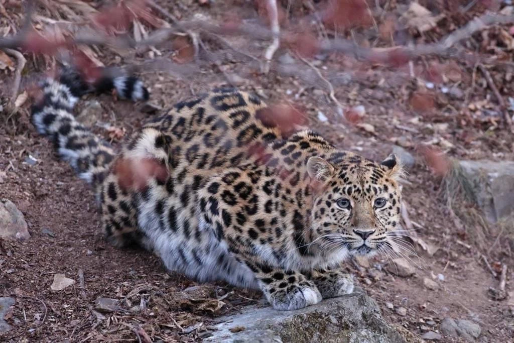 Присоединяйтесь к заповедной команде «Земли леопарда»! 🐆  🔸 Кассир на летний сезон Требования: ответ