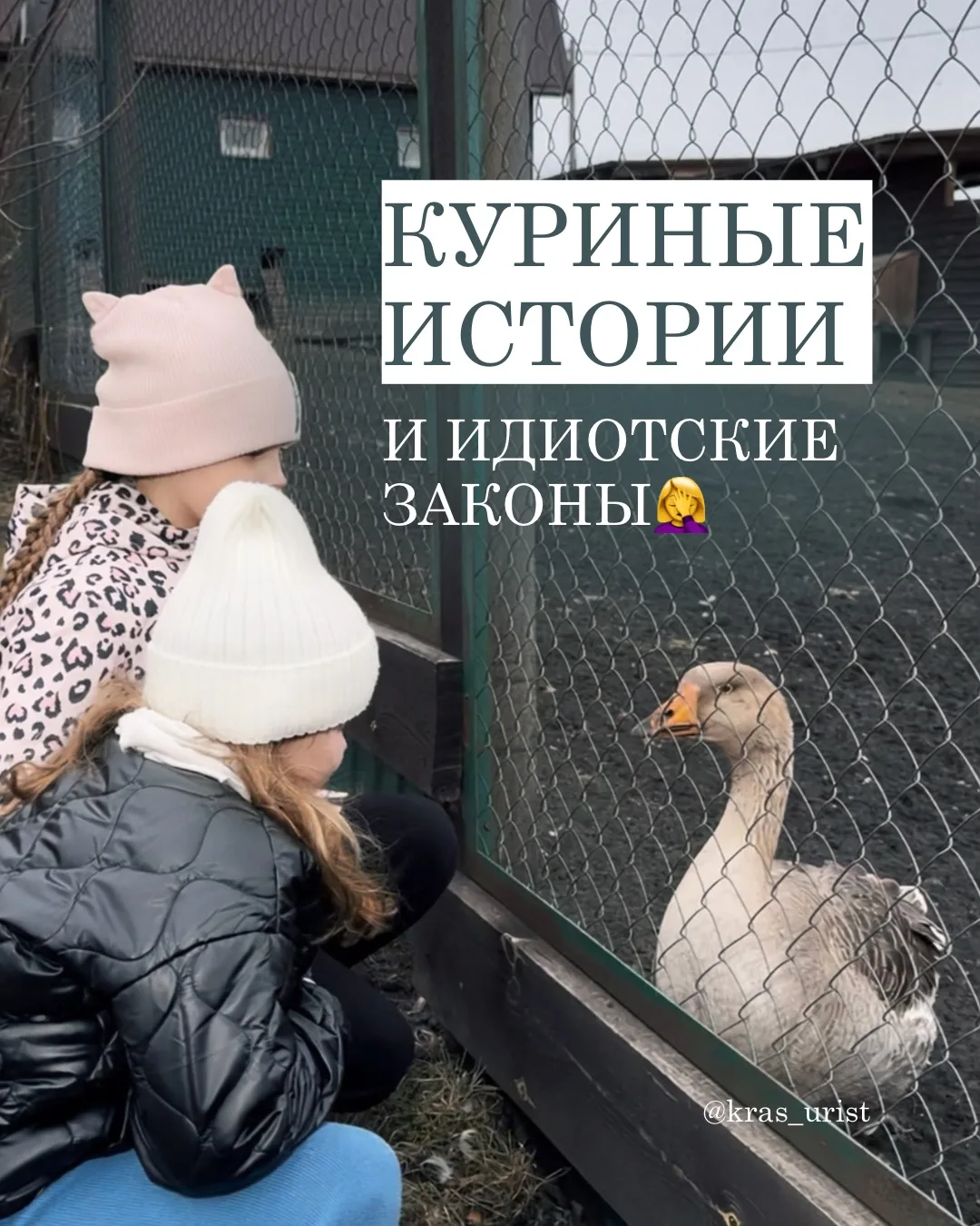 1 сентября истекает срок постановки на учет домашней птицы. Интернет заполонили ролики ...