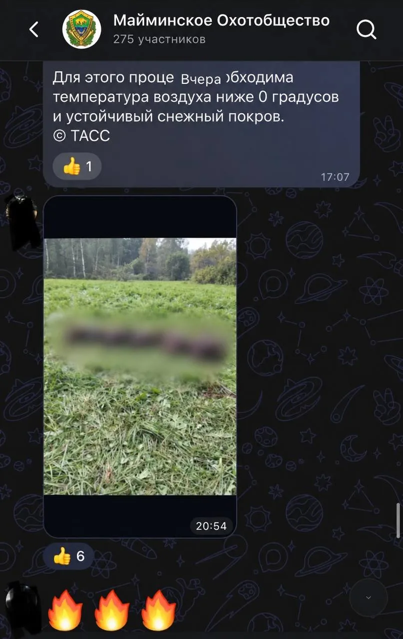 Да, в Республике Алтай есть проблема с медведями хищники выходят к населённым пунктам и...