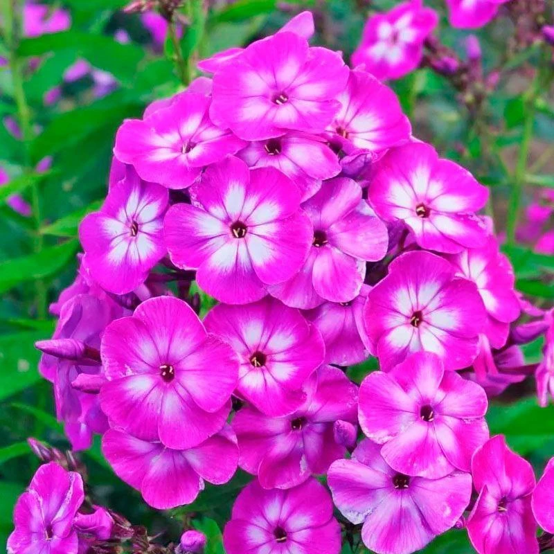 🌸 300 сортов флоксов в одном месте!

1–3 августа в Аптекарском огороде — большая выставка флоксов о