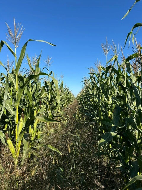 Битва за кормозаготовку началась! 🚜🌾