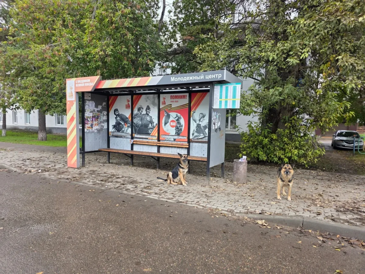 Автобус для собак задерживается
