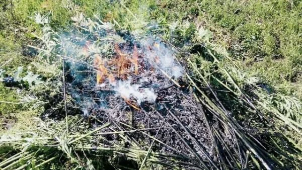🔶 В Ливенском районе уничтожили более 300 кустов дикорастущей конопли

Во время первого этапа опера